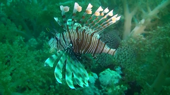 Red Sea