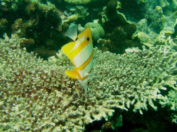 Mersing, Malaysia