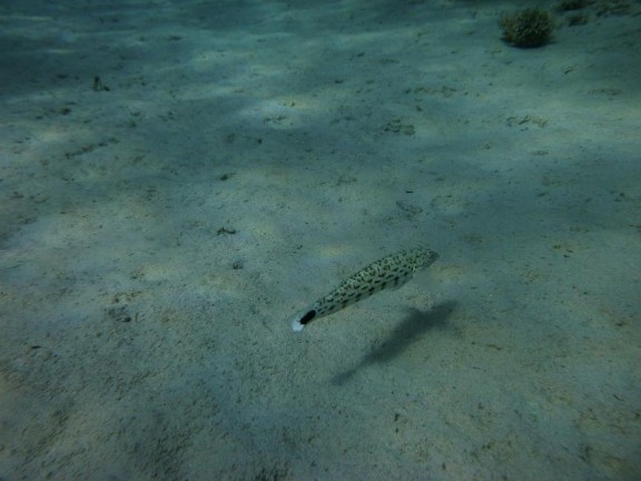 Dahab, Egypt