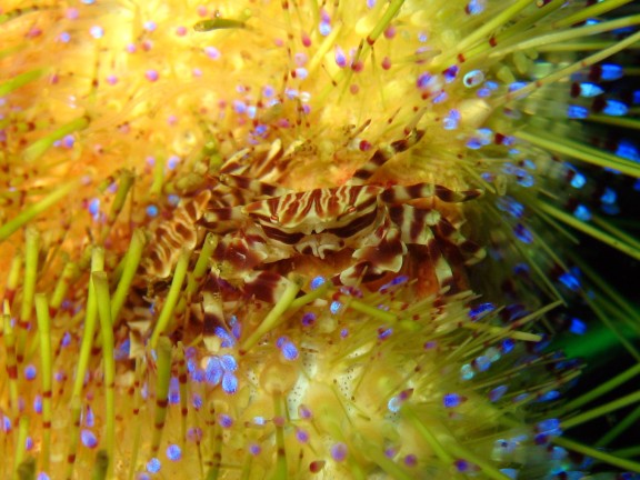 Cebu, Filippinerna