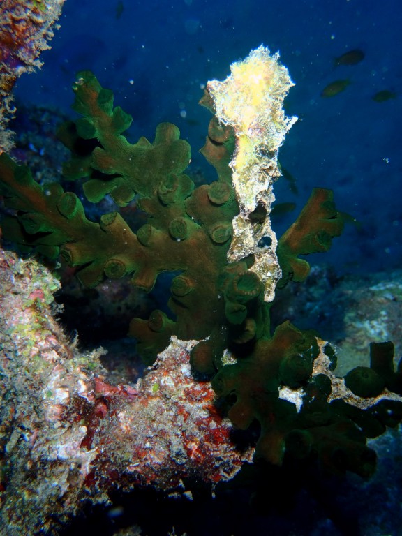 Andaman, India