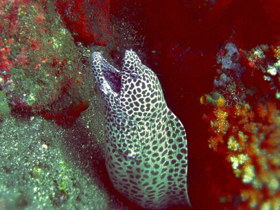 Kubu, Indonesia