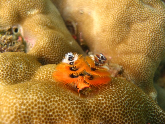 Andaman, Indien