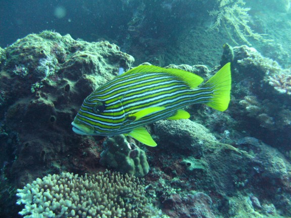 Kubu, Indonesia