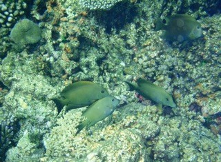 Fihalholi, Maldives
