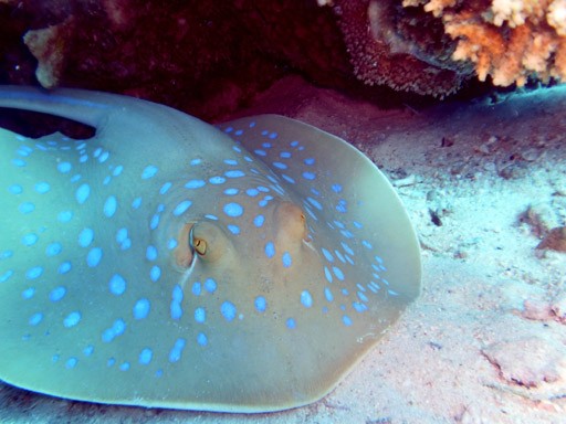 Red Sea