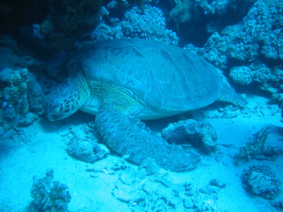 egitto sharm