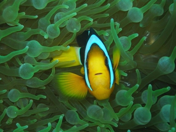 Meemu Atoll, Malediven