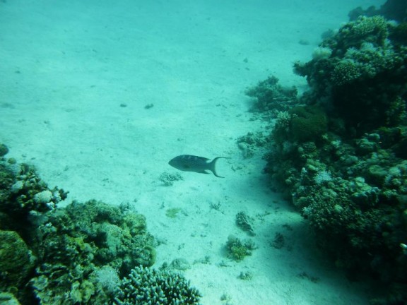 Dahab, Egypt
