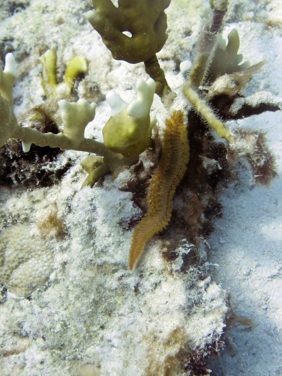 Kralendijk, Netherlands Antilles