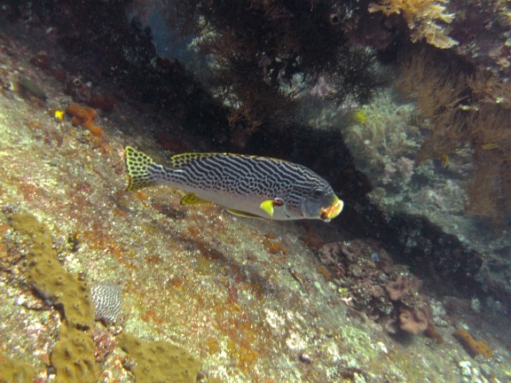 Kubu, Indonesia