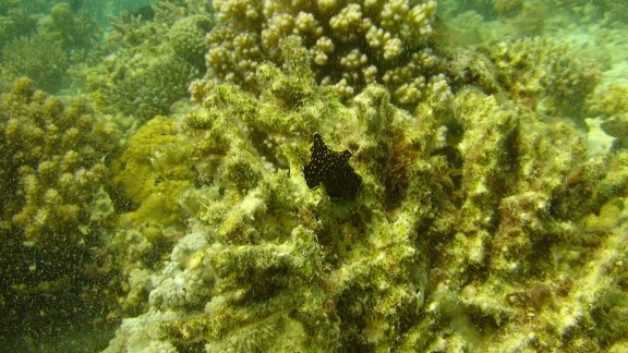 Red Sea