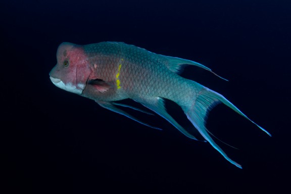 Ecuador