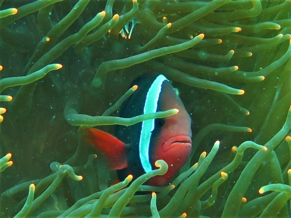 Dauin, Philippinen