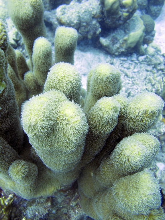 Kralendijk, Netherlands Antilles