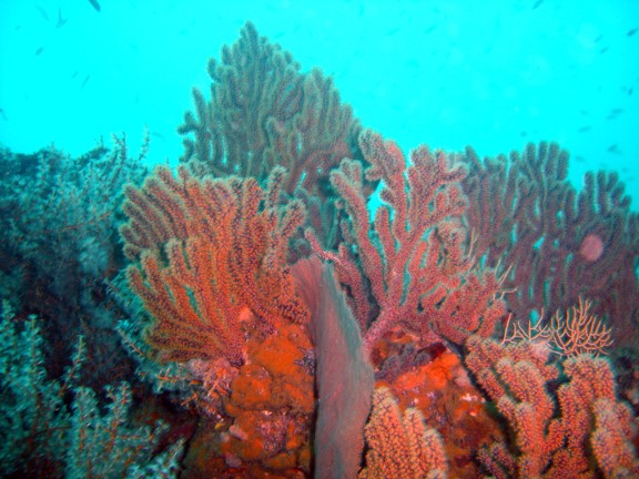 parguera - cabo corrientes
