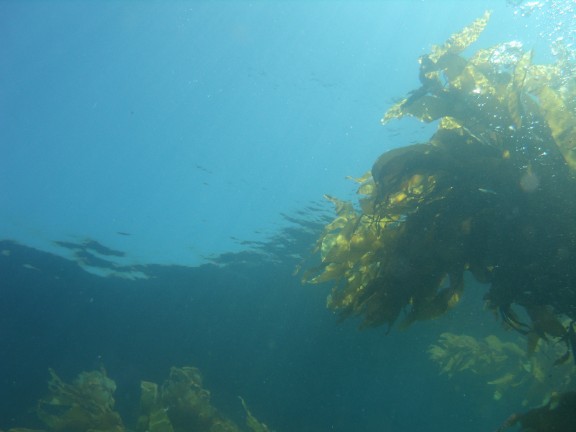 Catalina Island, CA