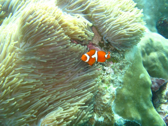 Queensland, Australia - fish