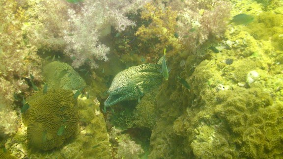 The Gulf of Oman
