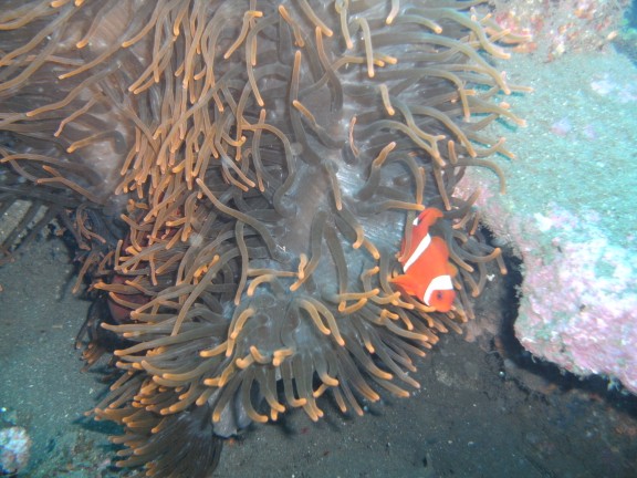 Kubu, Indonesia
