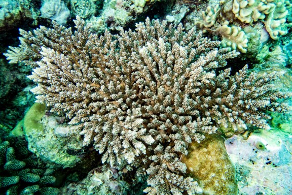 Dhidhdhoo, Maldives