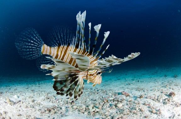 Maldives