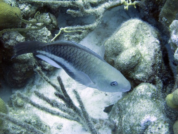 Kralendijk, Netherlands Antilles
