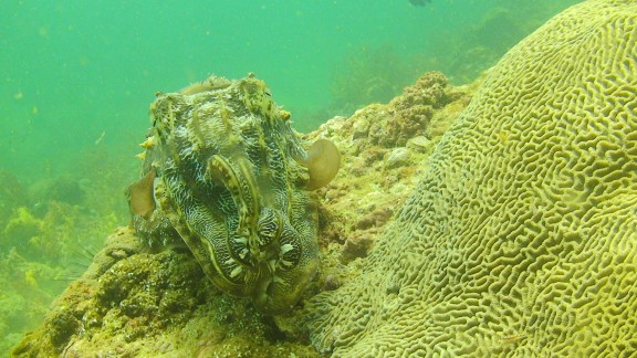 The Gulf of Oman