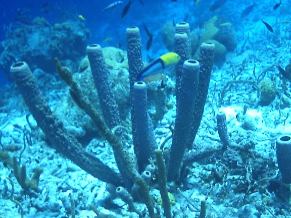 Curaçao, Nederlandse Antillen