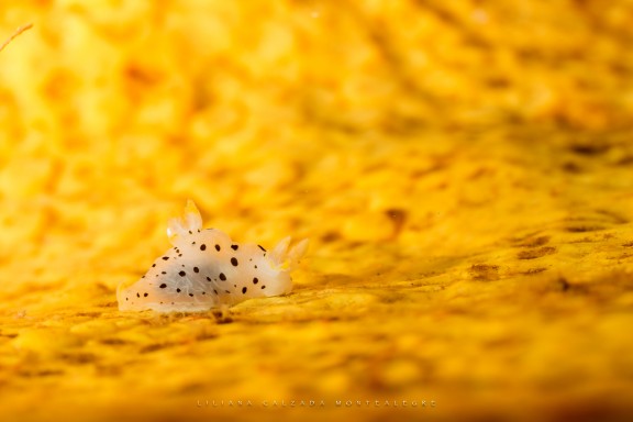La Ligua, Chile