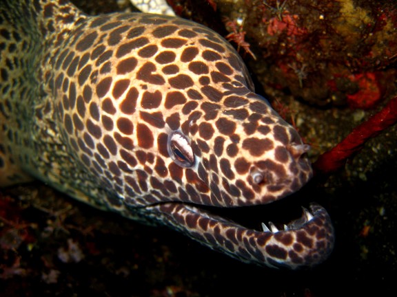 Baturiti, Indonesien
