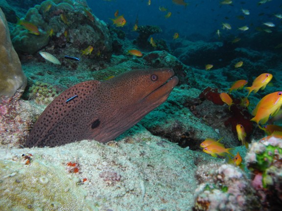 Alif Dhaal, Maldives