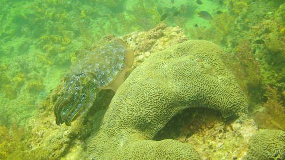The Gulf of Oman