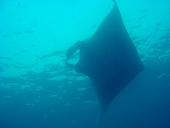 Galapagos Islands - fish