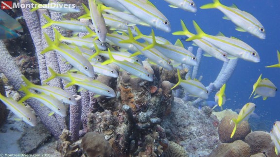 Bonaire
