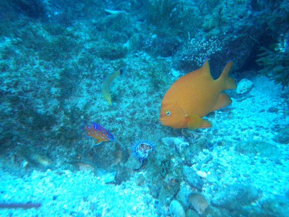 Ventura, United States