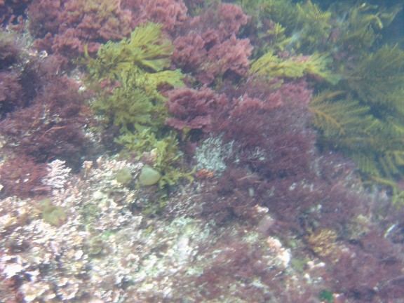 Catalina Island, CA