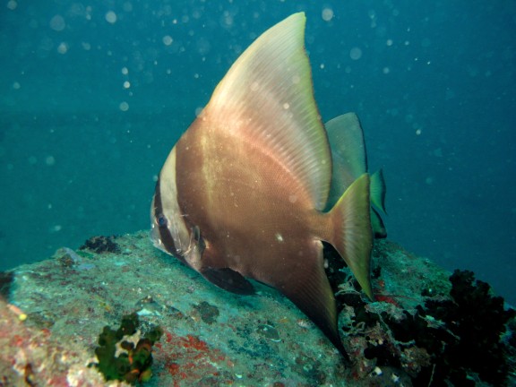 port blair andamans
