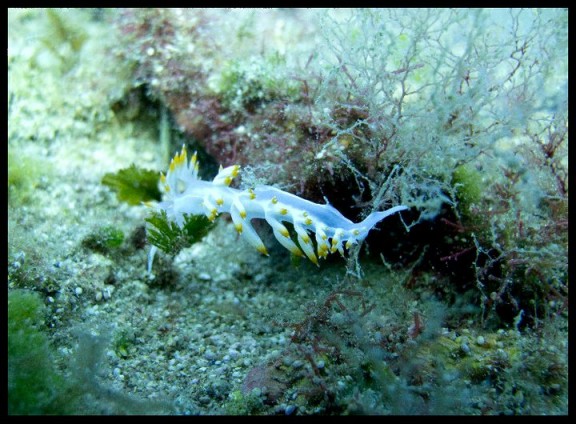 Red Sea