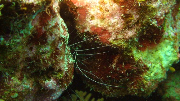 Red Sea