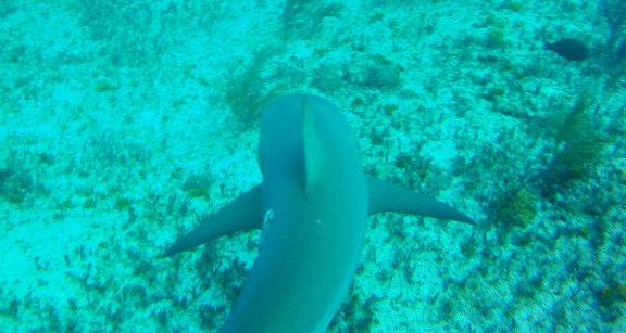 Alice Town, The Bahamas