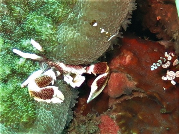 Dauin, Philippinen