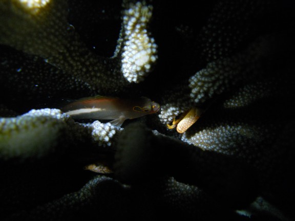 Honolulu, United States