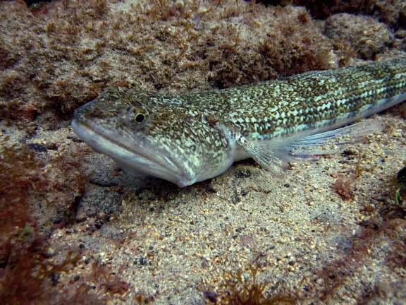 Fuerteventura