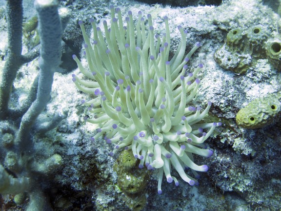 Kralendijk, Netherlands Antilles