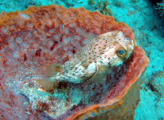 Fort Lauderdale, United States