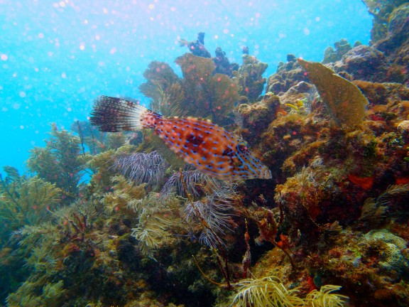Key Largo