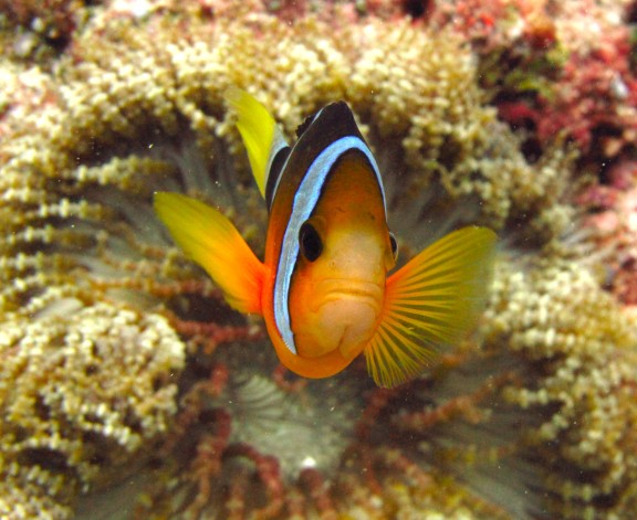 Koror, Palau