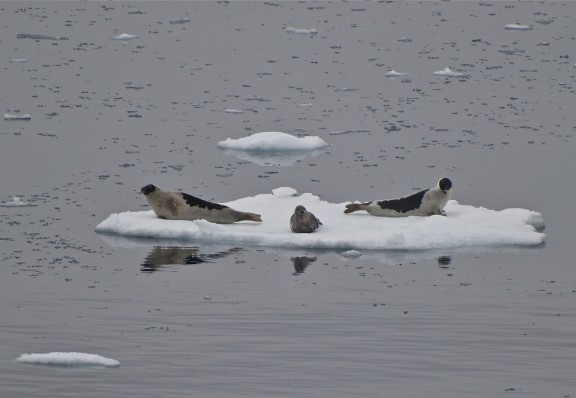 Svalbard