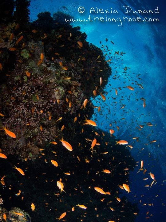 Qesm Sharm Ash Sheikh, Egypt